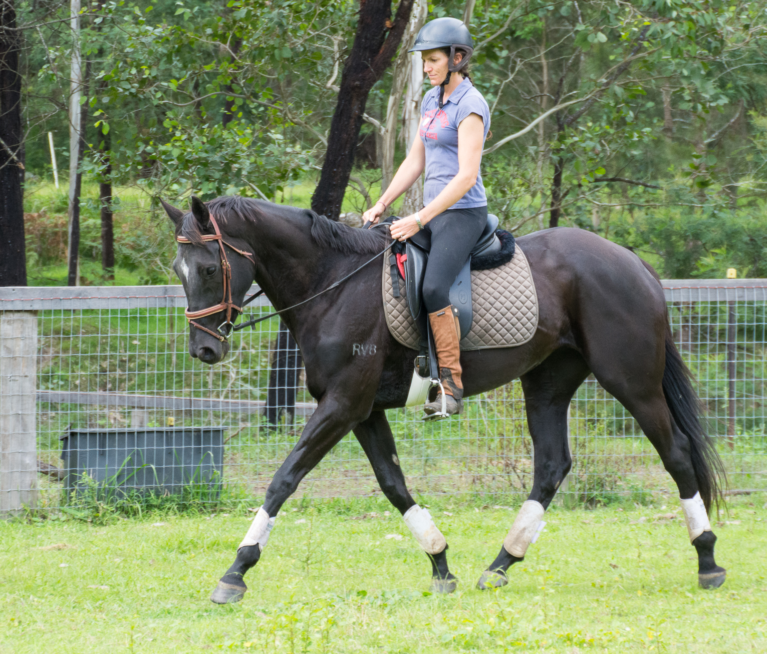 Horse Riding Horse Riding
