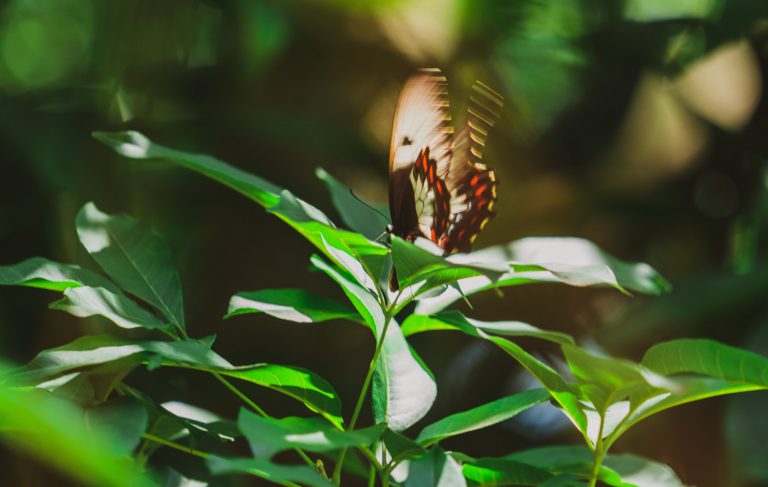 All Ability Yoga butterfly 768x487