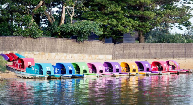 Terrigal Paddle Boats 768x418